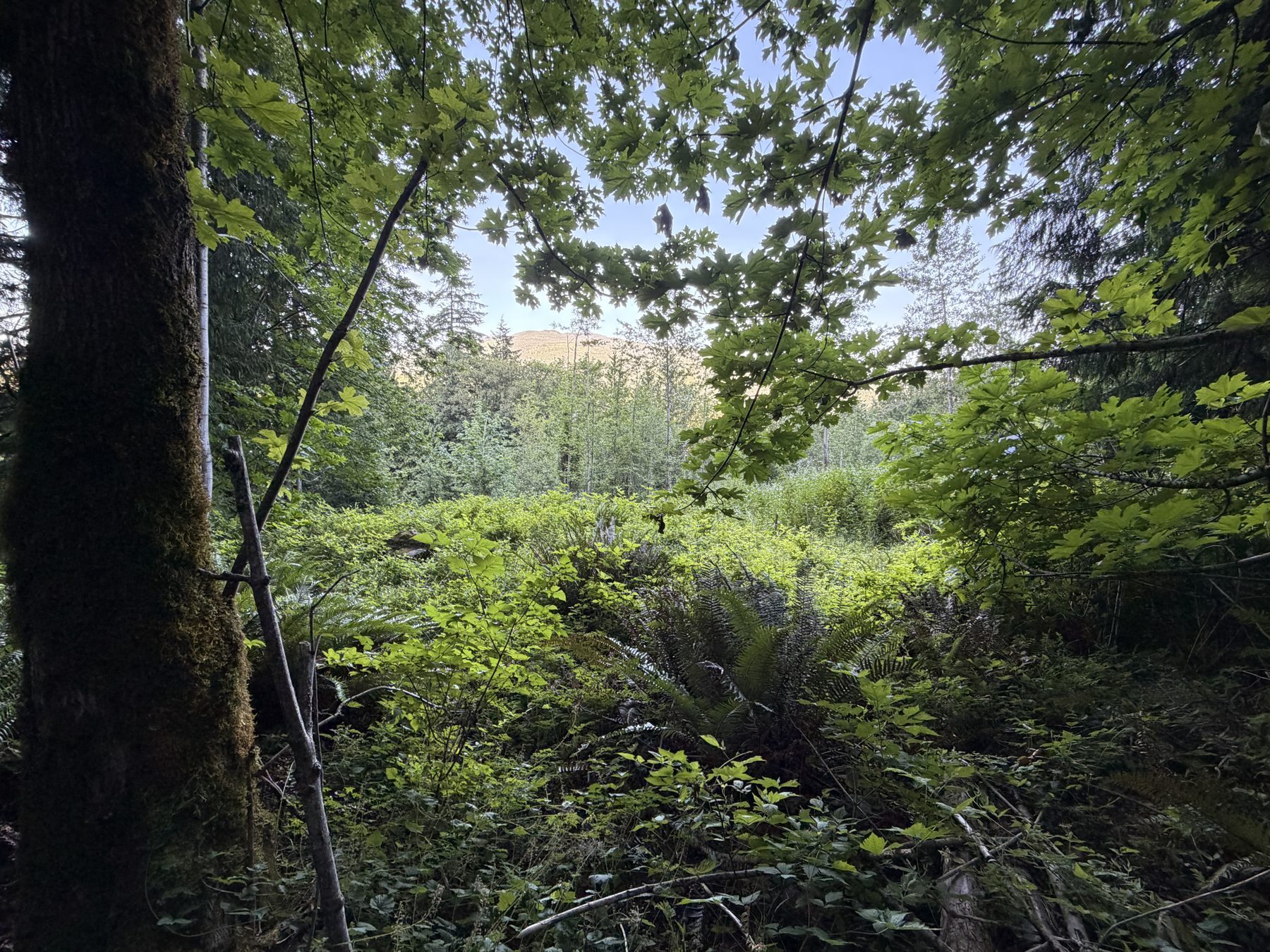On the property, looking across the natural lot