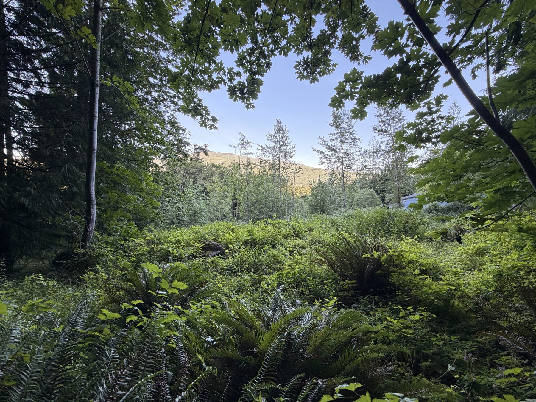 On the property, forest edge and undergrowth