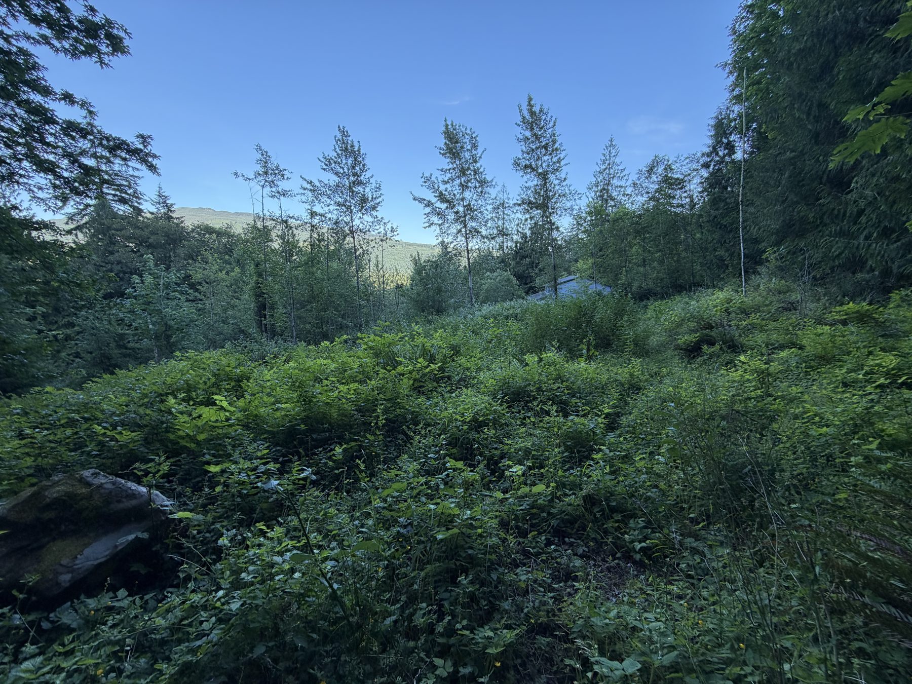 On the property, mature trees and terrain
